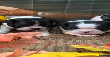 Boston Terrier dogs - Advert 10