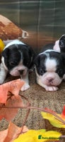 Boston Terrier dogs - Advert 4