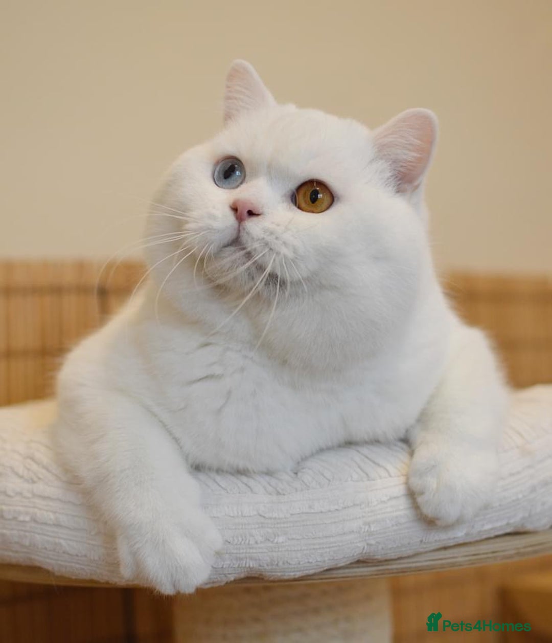 British Shorthair cats for stud: 🐾White Odd Eye Boy for stud only🐾 - Advert 1