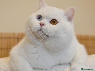 British Shorthair cats 🐾White Odd Eye Boy for stud only🐾 - Advert 1