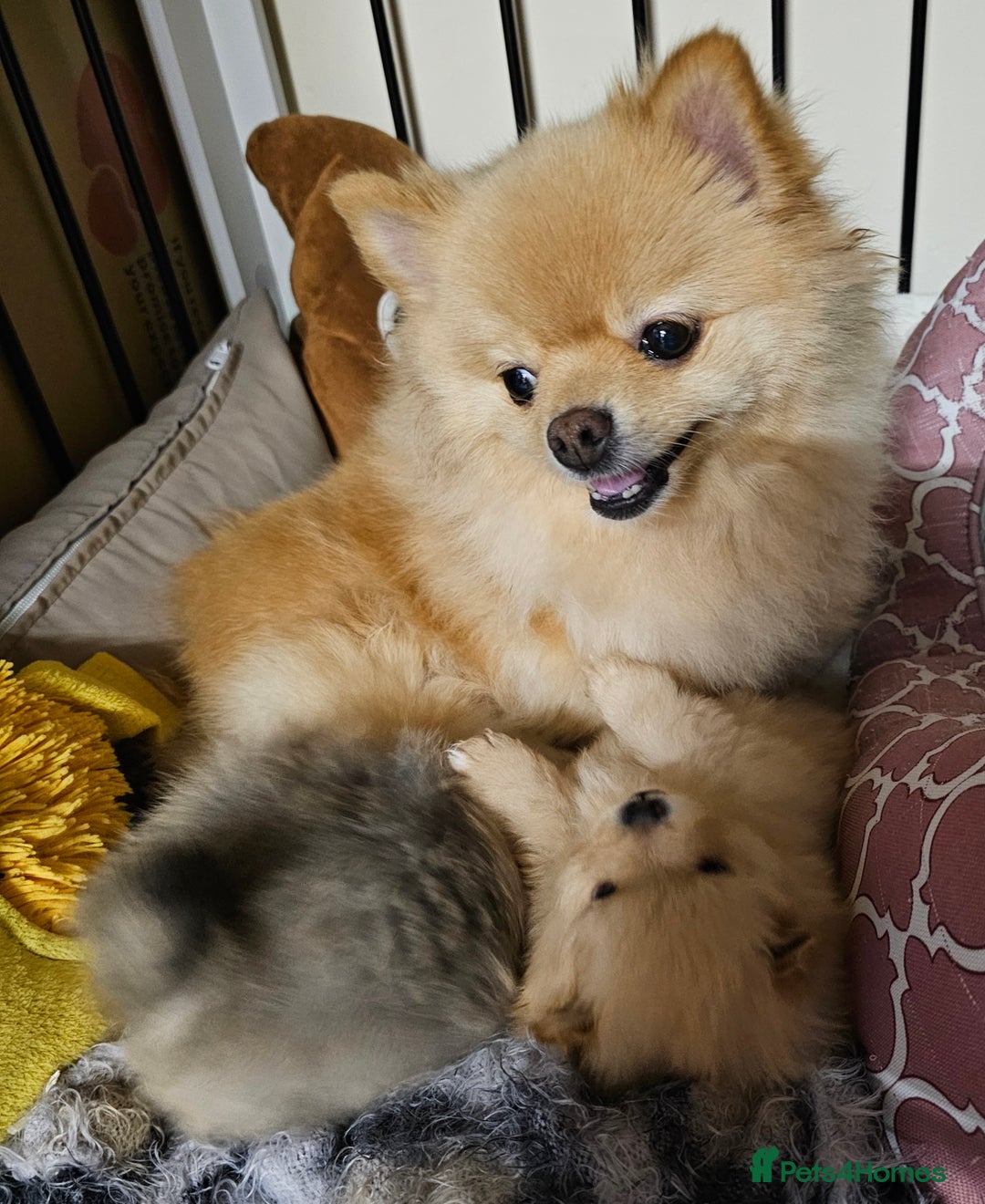 Pomeranian dogs for sale: 4 Beautiful Pomeranians  - Advert 2
