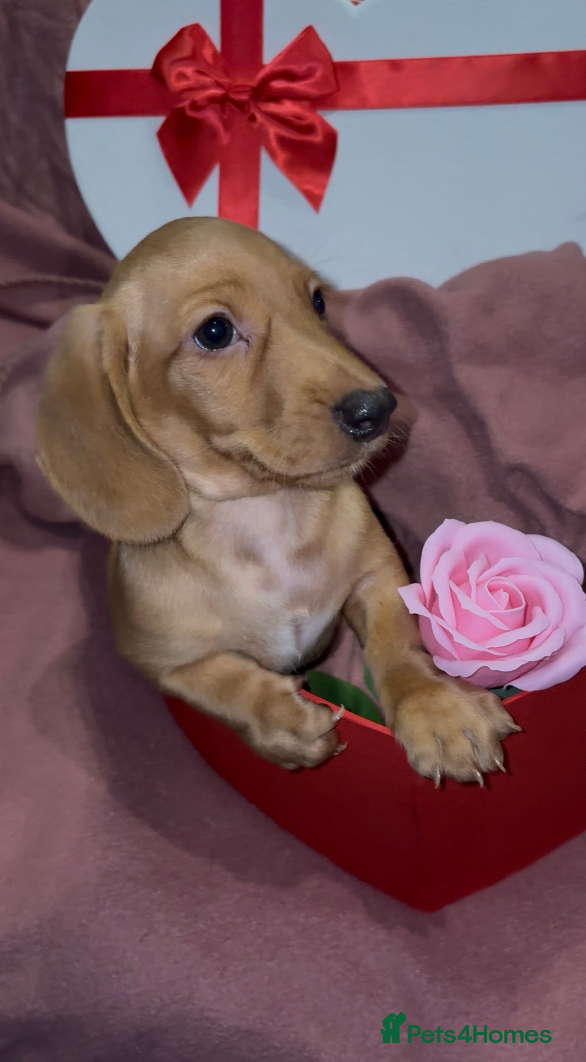 Miniature Dachshund dogs Ready now Beautiful miniature dachshunds  - Advert 15