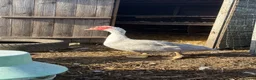 Waterfowl poultry for sale: Various Trios Muscovy ducks - Advert 5