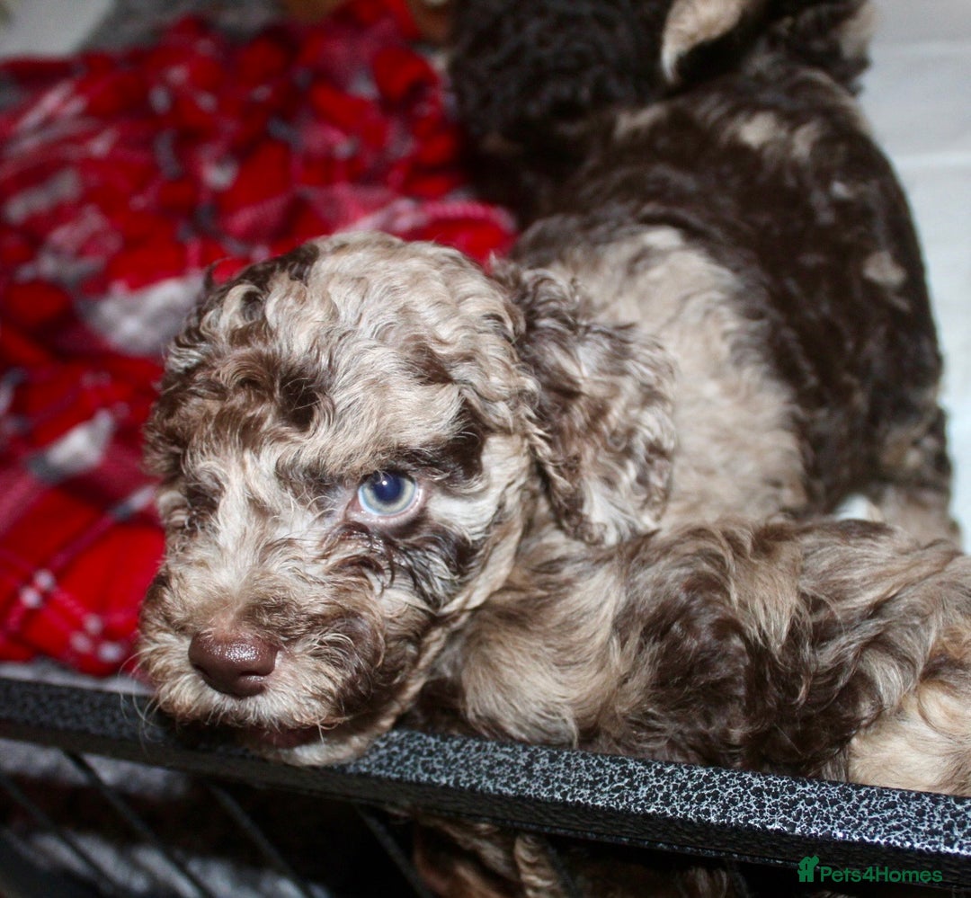 Cockapoo dogs for sale: Child friendly cockapoo puppies  - Advert 7