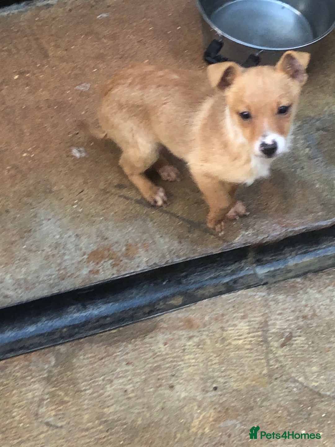 Pomchi dogs for sale: Pomchi - Advert 2