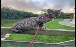 Bengal cats for sale: Bengal Kittens Tica Registered  - Image 38