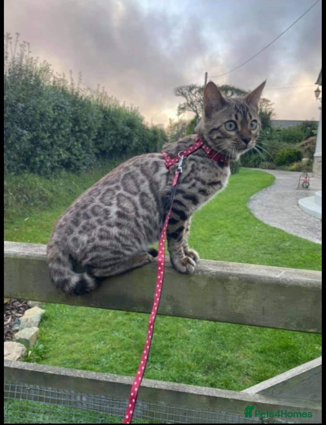 Bengal cats for sale: Bengal Kittens Tica Registered  - Image 38