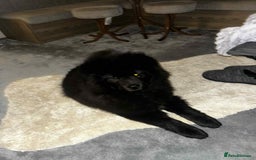 Chow Chow dogs for sale: Beautiful chow chow black girl - Image 4