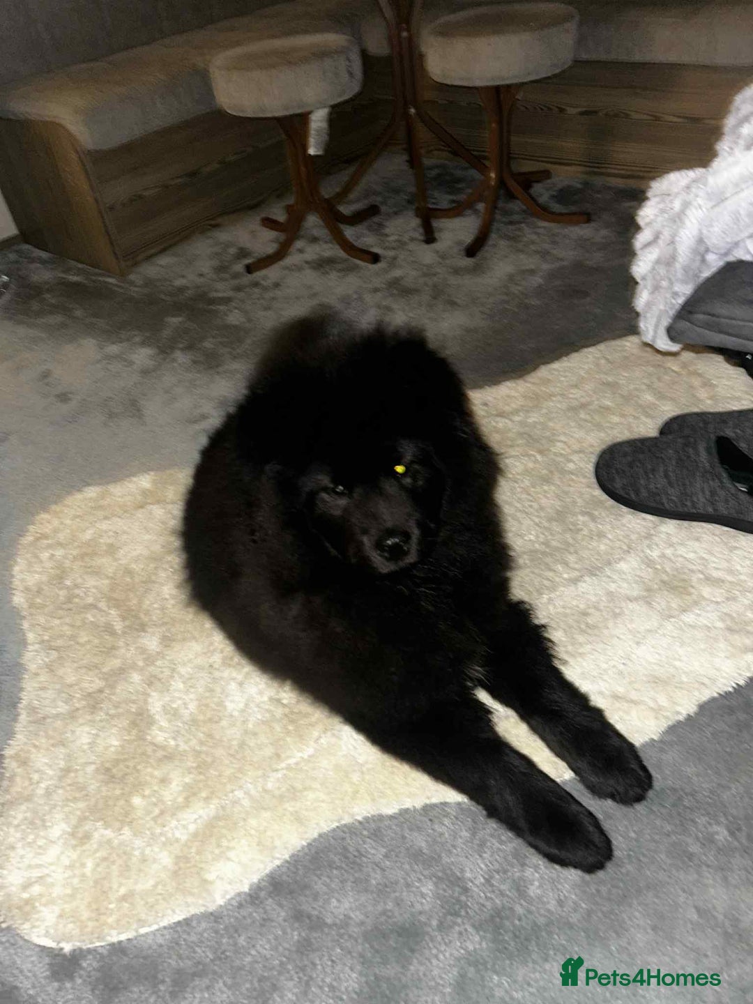 Chow Chow dogs for sale: Beautiful chow chow black girl - Image 4