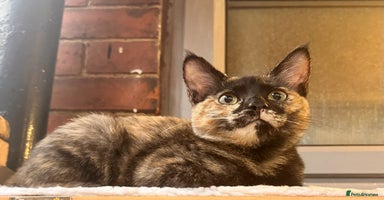 Ragdoll cats - Advert 11