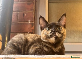 Ragdoll cats - Advert 15