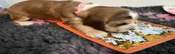 Cocker Spaniel dogs for sale: ✅RKC Reg✅DNA Tested✅Low COI✅Home Reared✅A* Reviews in Fareham - Advert 22