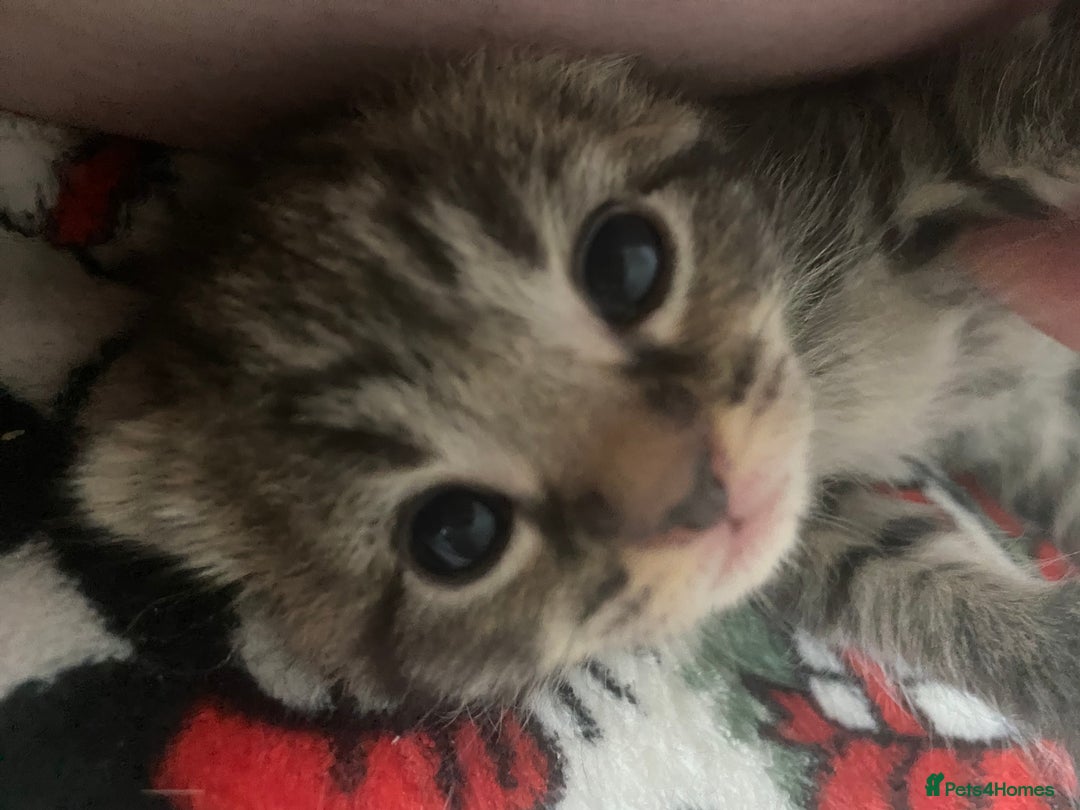 Mixed Breed cats for sale: 2 girl long haired tabby kittens  - Image 13