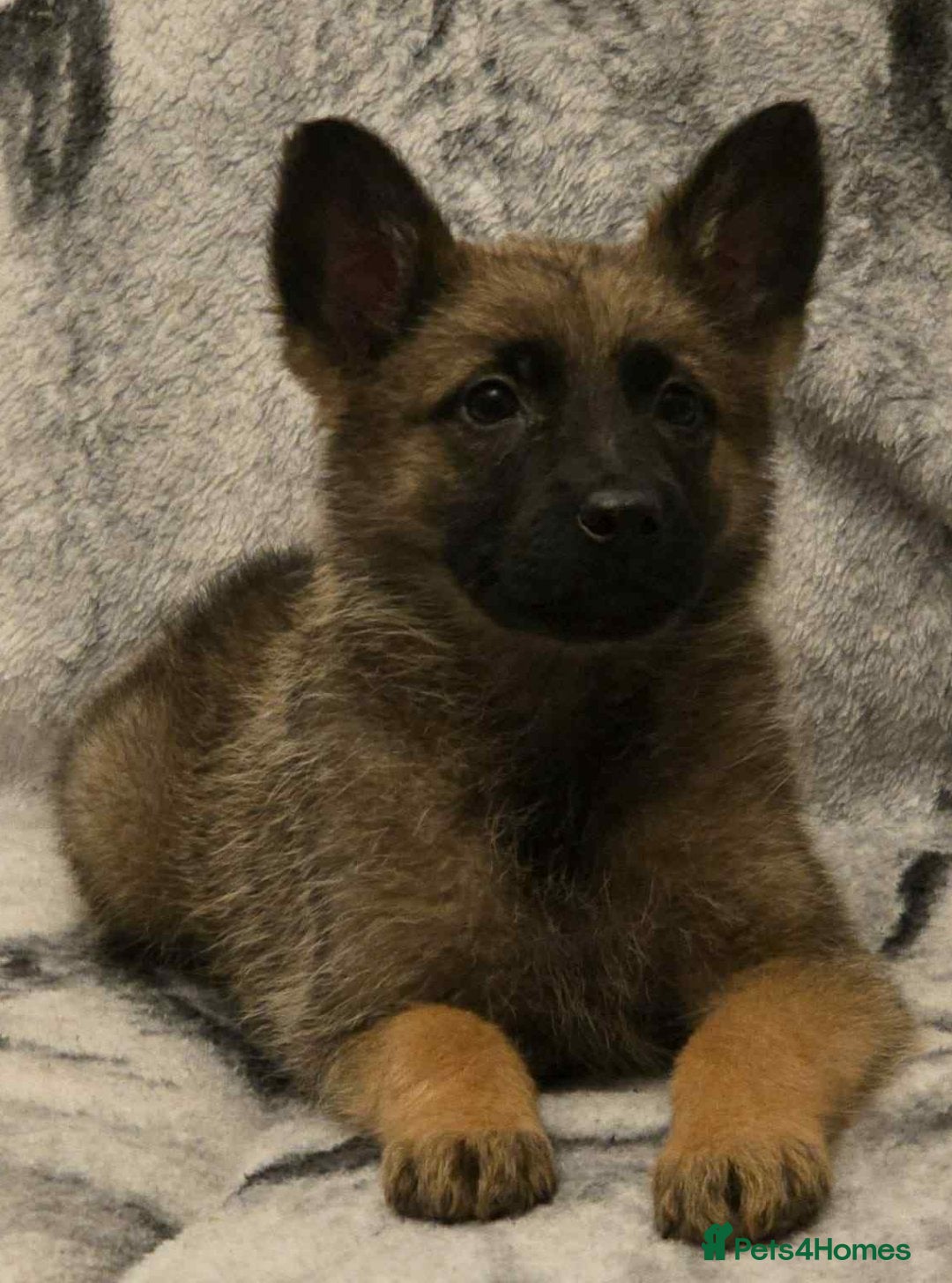 German Shepherd dogs for sale: 2 female German shepherd pups - Advert 1