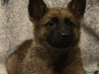 German Shepherd dogs 2 female German shepherd pups - Advert 2