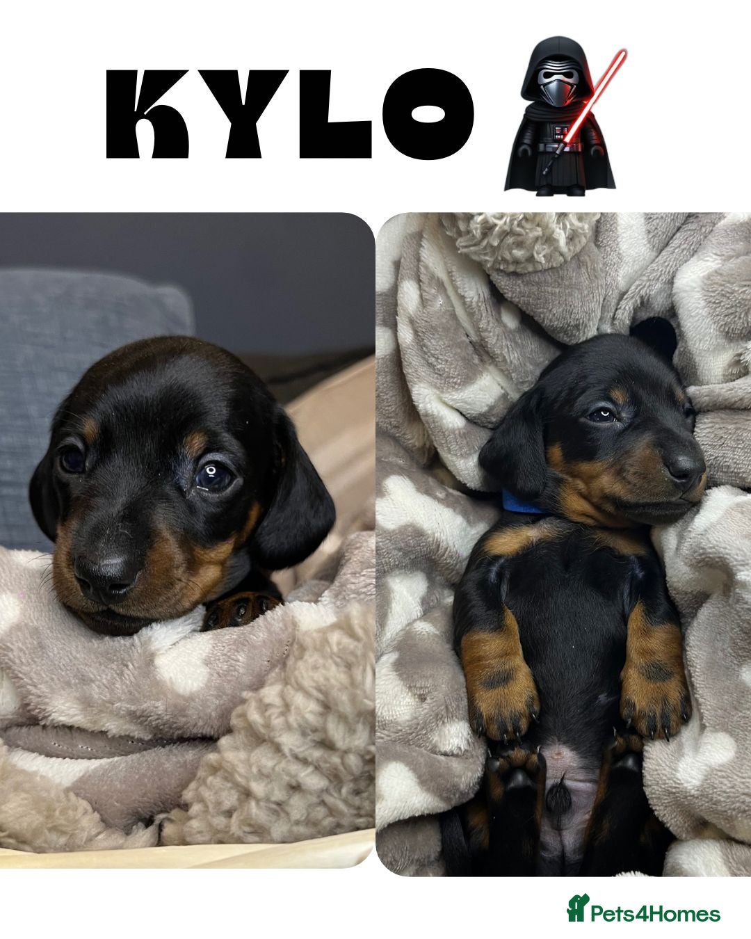 Dachshund dogs for sale: Stunning KC Miniature dachshunds - Advert 2