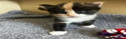 Mixed Breed cats for sale: Two Calico Kittens in Thame - Advert 2