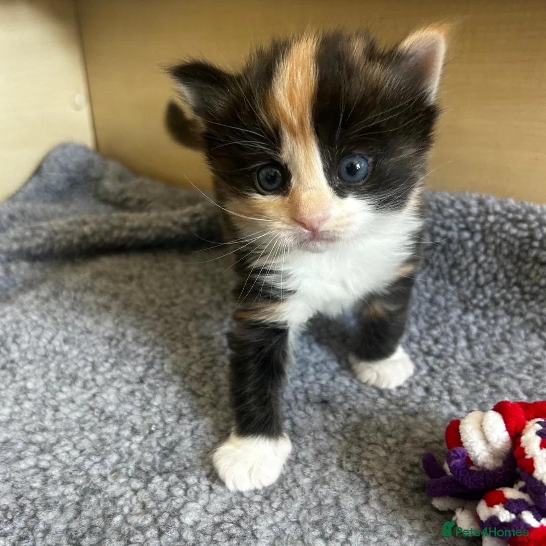 Mixed Breed cats for sale: Two Calico Kittens in Thame - Advert 2