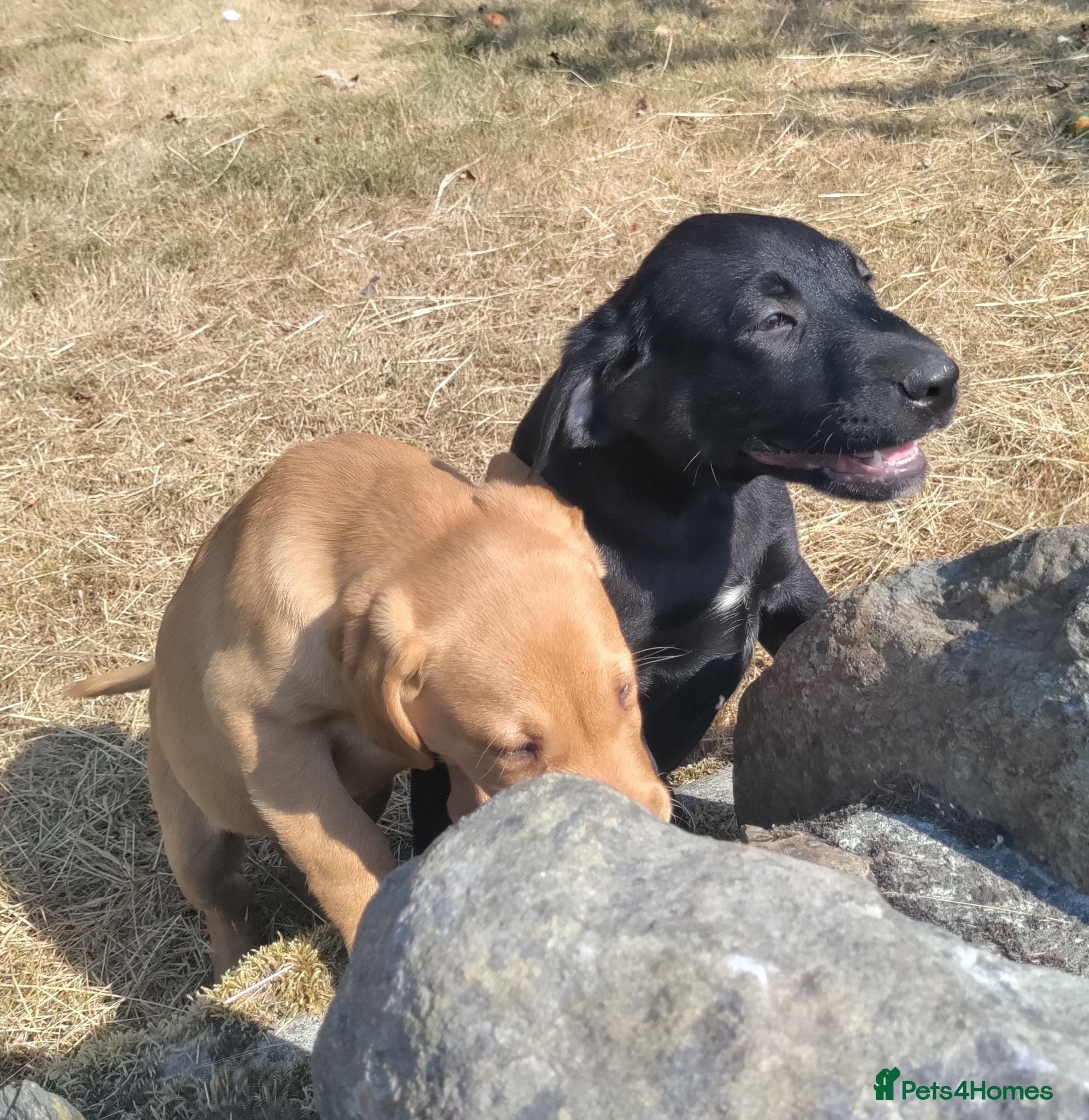 Labrador Retriever dogs Wonderful Labrador pups for sale  - Advert 7