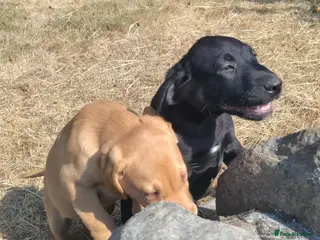 Labrador Retriever dogs Wonderful Labrador pups for sale - Advert 7