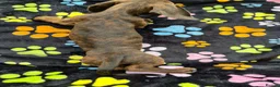 Dachshund dogs for sale: Dachshund Puppies ready for their forever homes - Advert 17