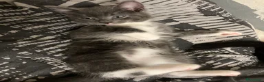 Mixed Breed Kitten 4
