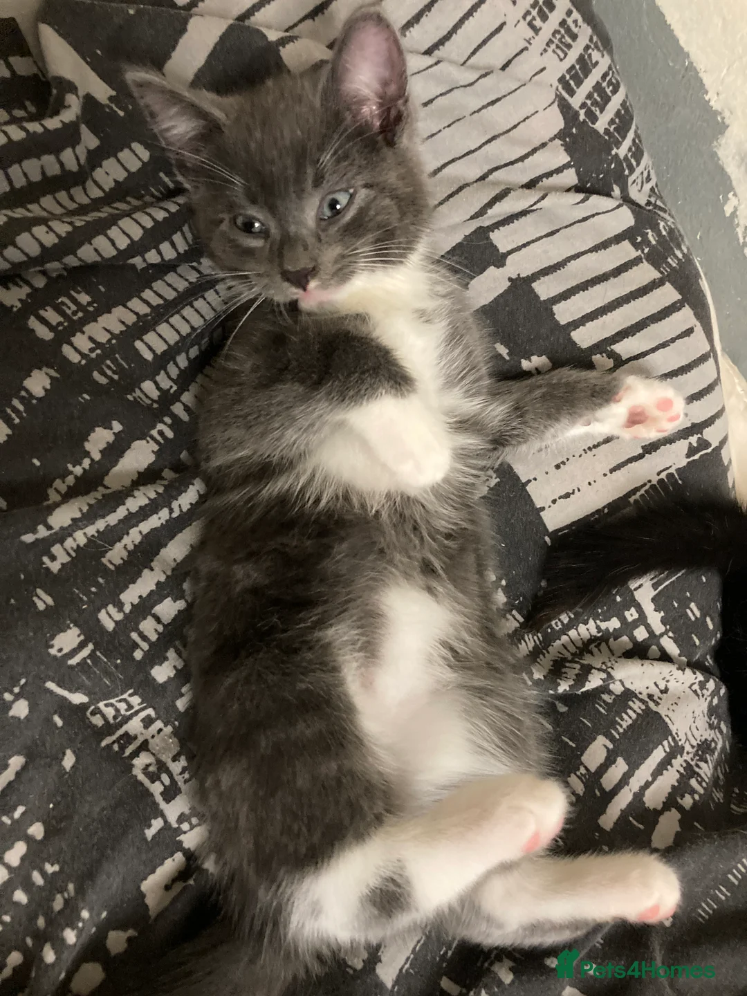 Mixed Breed cats for sale: beautiful fun kittens for sell  - Advert 2