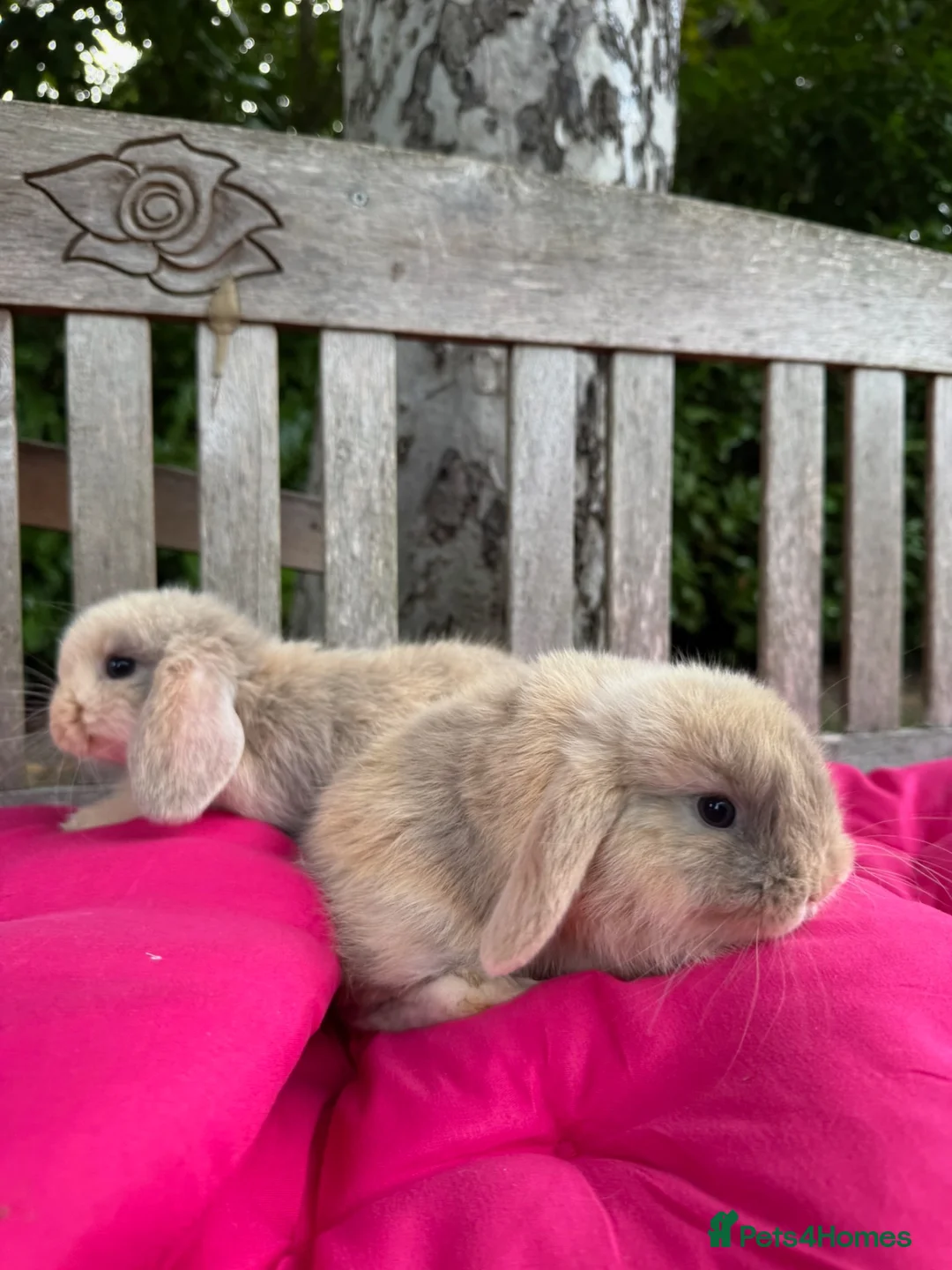 Mini Lop rabbits for sale: 100% Pure Bred Family Raised Friendly Mini Lops - Advert 1