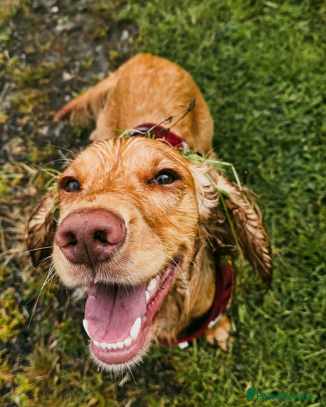Cocker Spaniel dogs for sale: 3yr old cocker spaniel bitch for sale - Advert 1