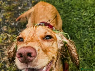 Cocker Spaniel dogs 3yr old cocker spaniel bitch for sale - Advert 1