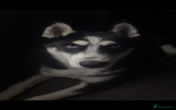 Siberian Husky dogs for sale: Loki is his name  - Image 2