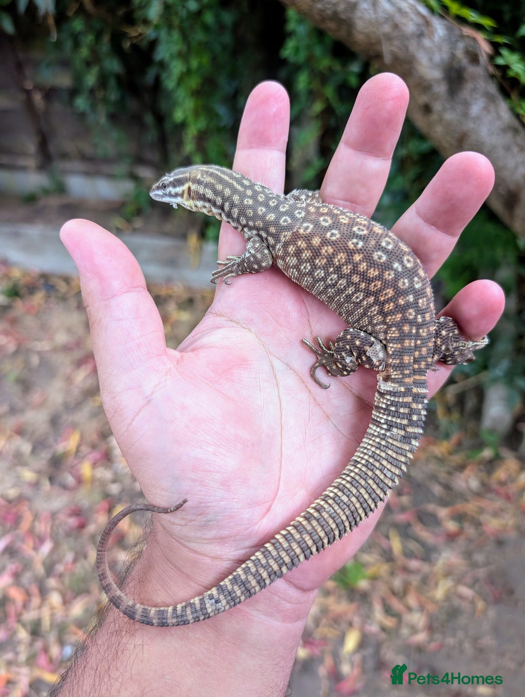 Leopard Gecko reptiles for sale: High end leopard geckos and red ackie monitor  - Image 13