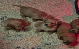 Golden Retriever dogs for sale: KC GOLDEN RETRIEVER PUPPIES, HEALTH SCORED PARENTS - Advert 8