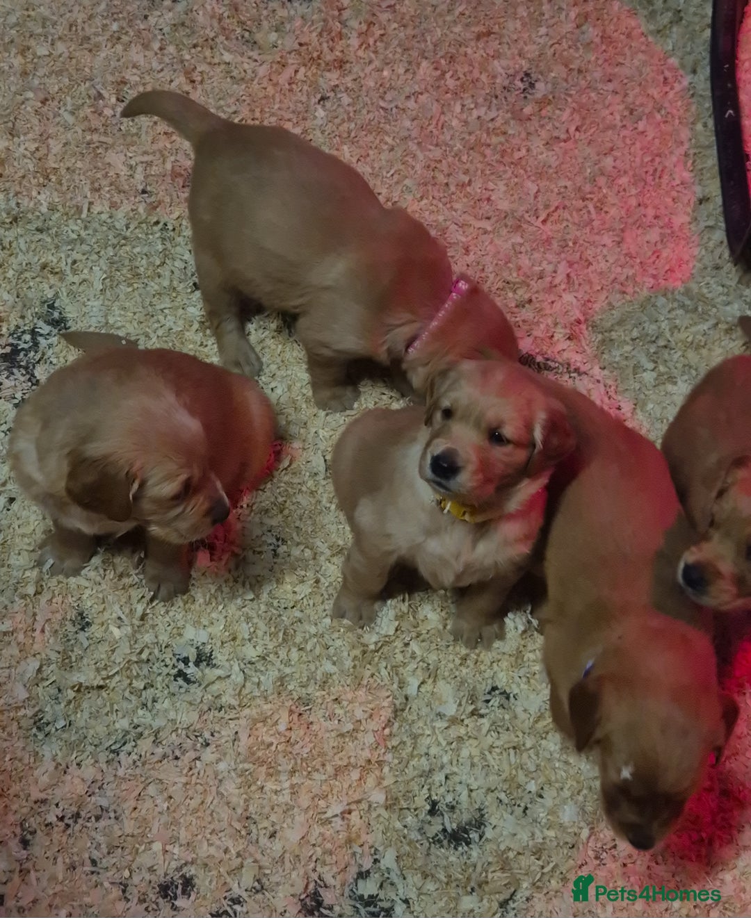 Golden Retriever dogs for sale: KC GOLDEN RETRIEVER PUPPIES, HEALTH SCORED PARENTS - Advert 8