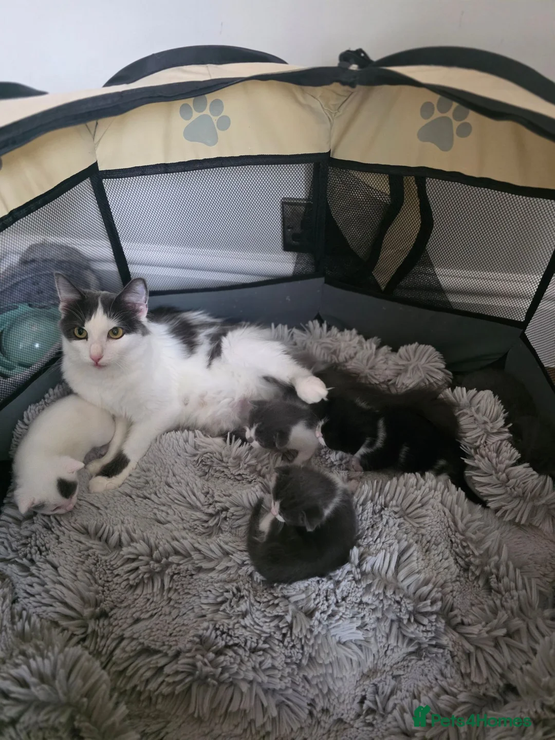 Mixed Breed cats for sale: LITTLE ROYALS READY TO FIND THEIR FOREVER HOMES 🐾 - Advert 10