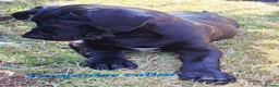 Cane Corso dogs for sale: Cane Corso Puppies - Advert 6
