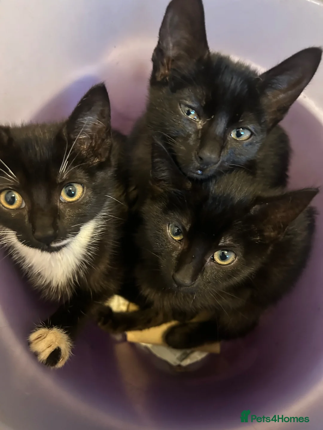 Mixed Breed cats for sale: Beautiful Half Siamese Kittens  - Advert 1