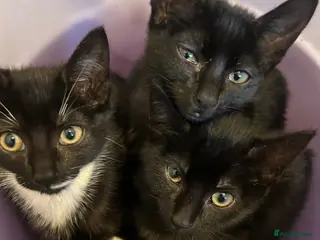Mixed Breed cats Beautiful Half Siamese Kittens - Advert 6