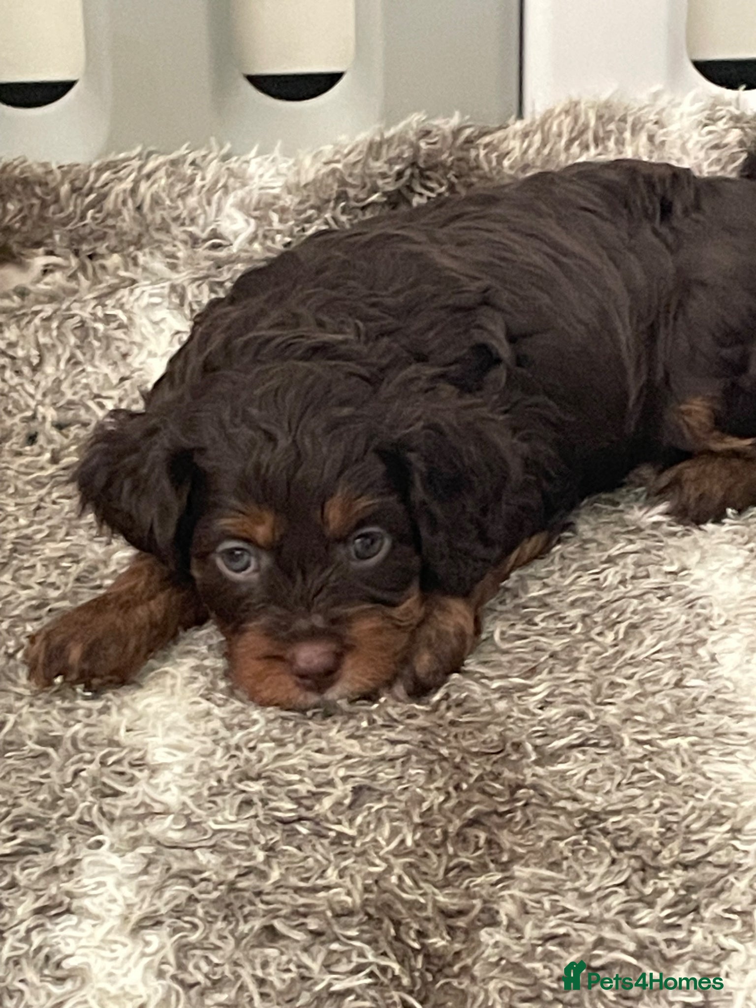 Cavapoo dogs F1 CHOCOLATE AND APRICOT Cavapoo’s EXTENSIVELY H/T - Advert 1