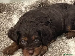 Cavapoo dogs F1 CHOCOLATE AND APRICOT Cavapoo’s EXTENSIVELY H/T - Advert 1