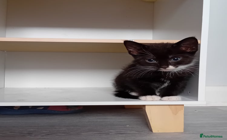 Mixed Breed cats - Advert 11