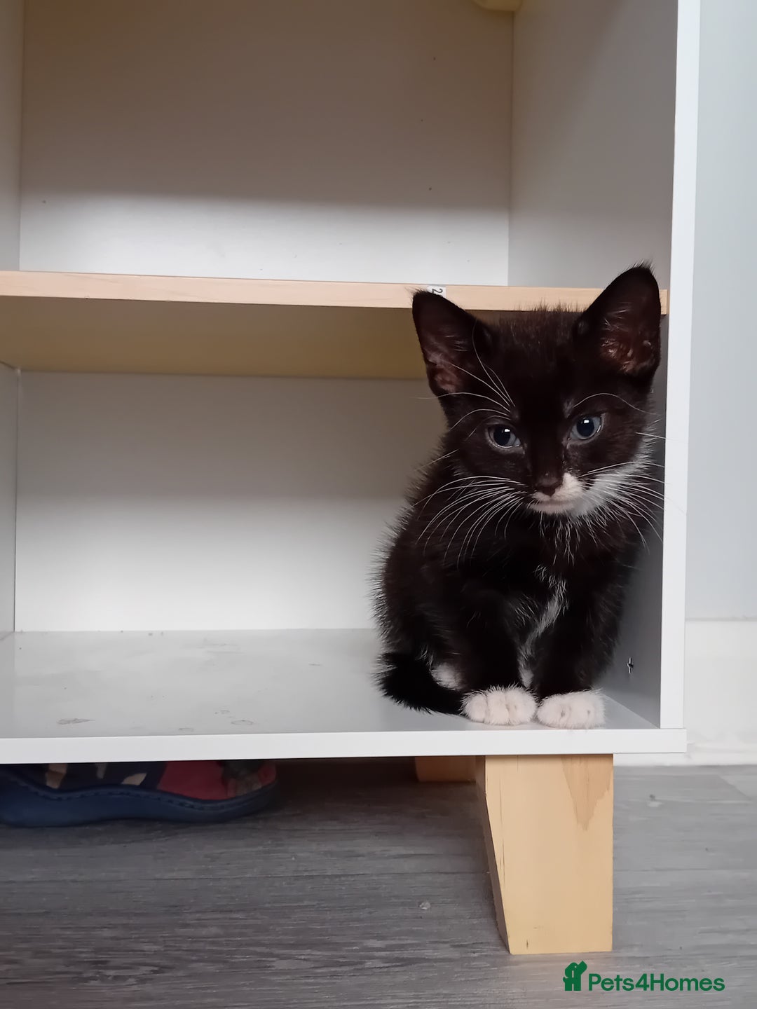 Mixed Breed cats for sale: Gorgeous kittens - looking for their forever home - Image 2