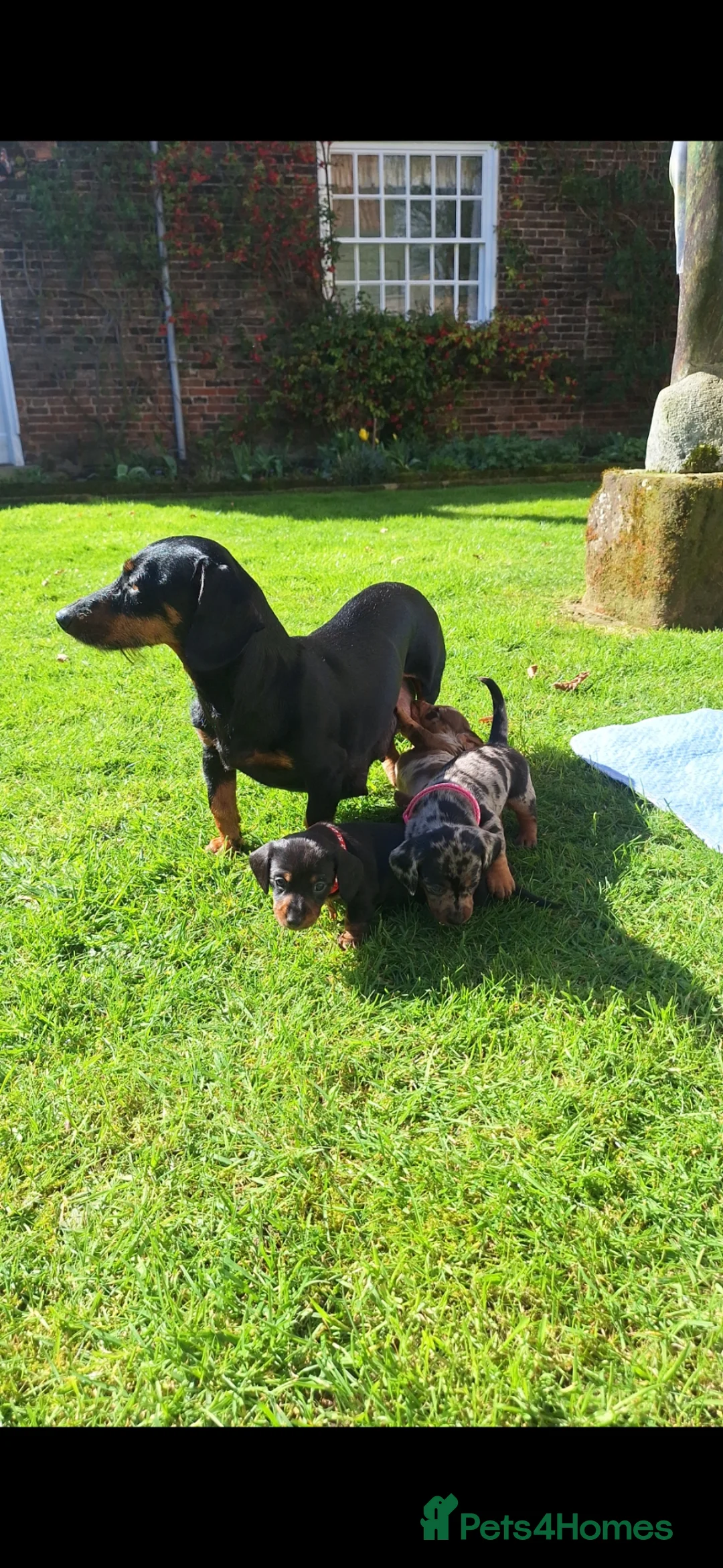 Miniature Dachshund dogs for sale: Rare rainbow litter - Advert 1
