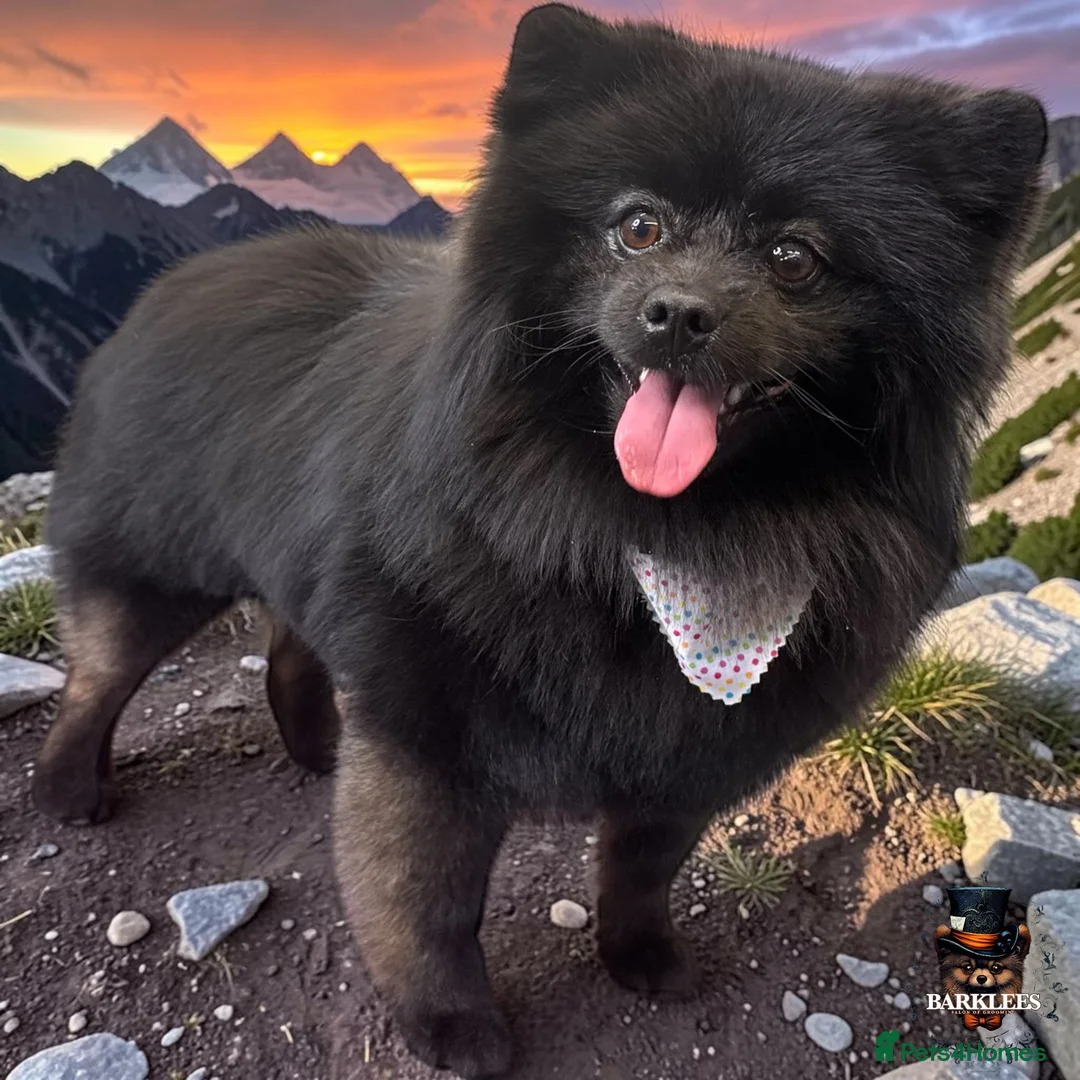 Pomeranian dogs for stud: Male Pomeranian  in Milton Keynes - Advert 2