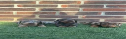 Miniature Dachshund dogs for sale: Beautiful miniature dachshund puppies  - Advert 3