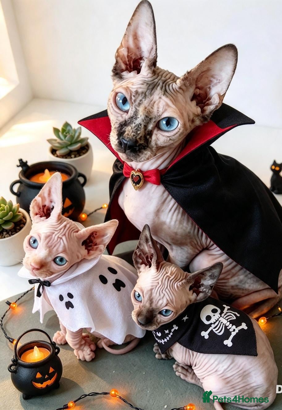Sphynx cats STUNNING CANADIAN SPHYNX KITTENS - Advert 2