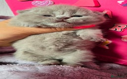 British Shorthair cats for sale: 2 LILAC BOYS CHUBBY BEAUTIES - Image 14