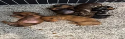 Miniature Dachshund dogs for sale: Miniature dachshund, family bred  - Advert 4