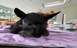 Scottish Terrier dogs for adoption: Nadine – A Little Dog with a Big Heart - Image 1