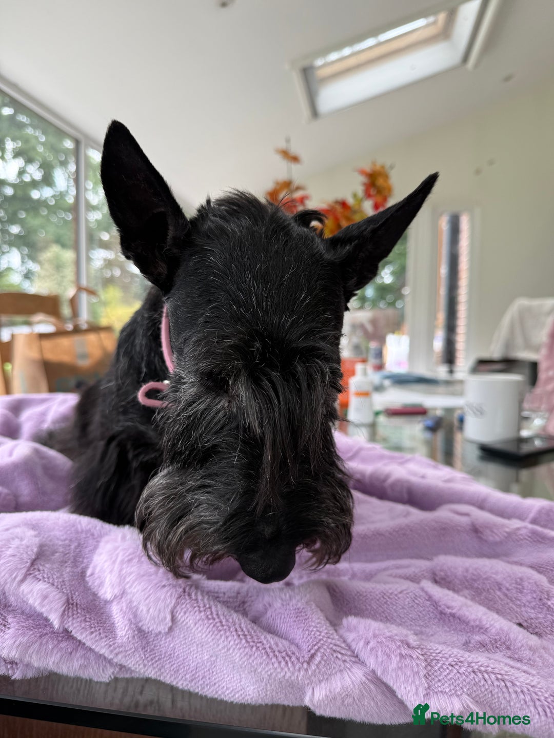 Scottish Terrier dogs for adoption: Nadine – A Little Dog with a Big Heart - Image 1